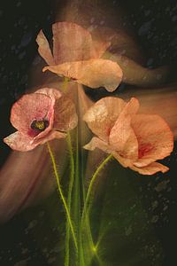 Mohn in Bewegung. 1