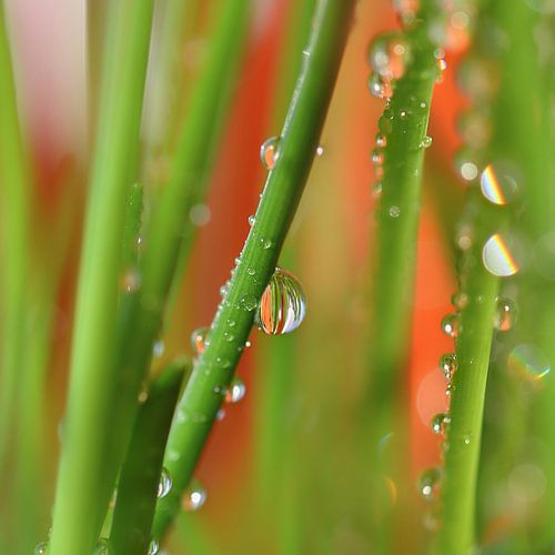 Waterdruppel