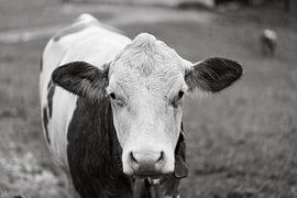 Black and White Portrait of Cows of the Allgaeu in Bavaria - Free living Cattle on Green Mountains von Sebastian Czech
