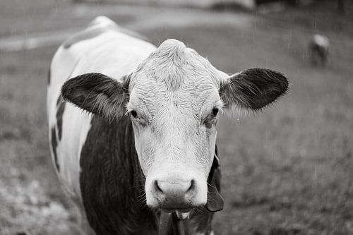 Black and White Portrait of Cows of the Allgaeu in Bavaria - Free living Cattle on Green Mountains