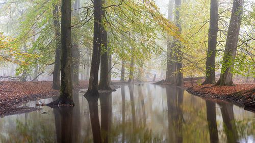 Leuvenumse beek in mist en herfst kleuren!