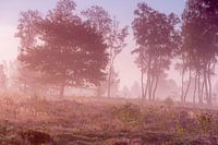 Mistig Nederlands heide landschap