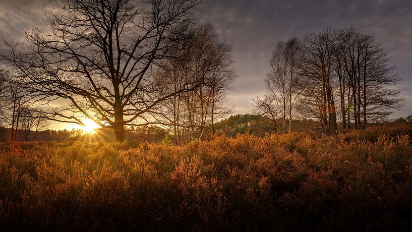Autumn landscape with trees at sunset by Jonas Weinitschke