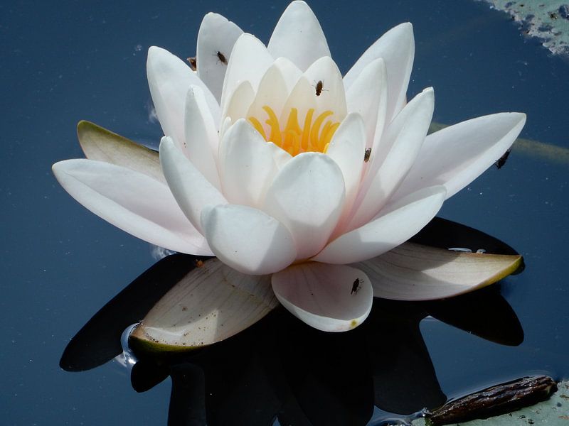 lily by bert jorritsma