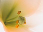 Bloem Lelie / Easter Lily / Lilium Longiflorum Wit Geel Groen Close-Up Macro van Art By Dominic thumbnail