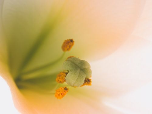 Bloem Lelie / Easter Lily / Lilium Longiflorum Wit Geel Groen Close-Up Macro