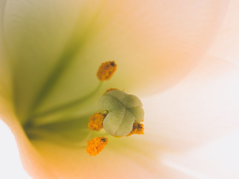 Blumen Lilie / Osterlilie / Lilium Longiflorum weißes Gelb grün Nahaufnahme Makro von Art By Dominic