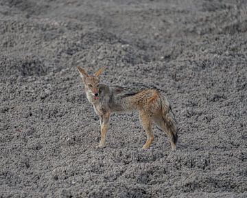 Black-backed jackal in Namibia, Africa by Patrick Groß