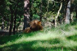 A resting Scottish Highlander by Jurjen Jan Snikkenburg