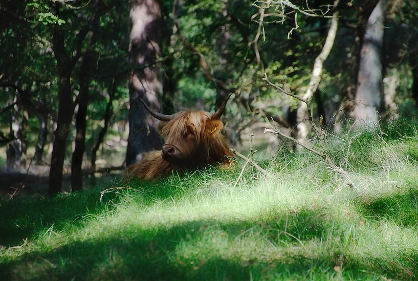 Un Highlander écossais au repos par Jurjen Jan Snikkenburg
