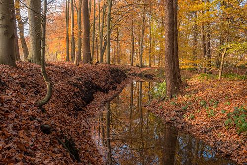 Kronkelende beek tijdens de nazomer
