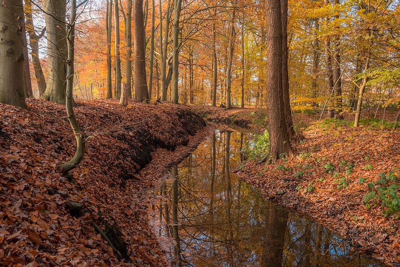 Kronkelende beek tijdens de nazomer van Eelke Brandsma