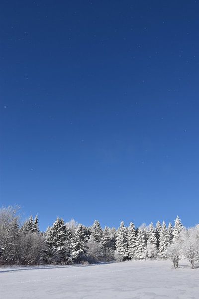 Ein verschneiter Wald nach dem Sturm von Claude Laprise