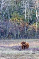 Scottish highlander