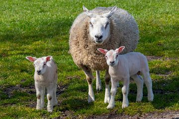 Moeder schaap met twee witte wollige lammetjes van Frans Rombout