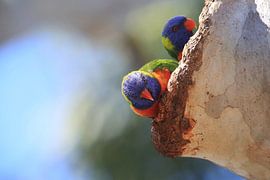 Regenboogparkiet, Queensland, Australië
