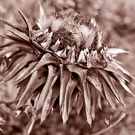 The poetry of the Greek artichoke blossom – Abstraction by Silva Wischeropp