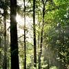 Schwarzwald Poster & Bilder