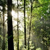 Schwarzwald Poster & Bilder