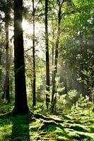 Idyllic forest