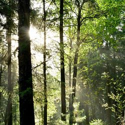 Schwarzwald Poster & Bilder