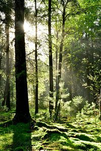 Idyllischer Wald von Günter Albers