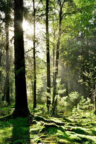 Idyllisch bos van Günter Albers