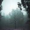 Mist in het bos van Markus Schulz