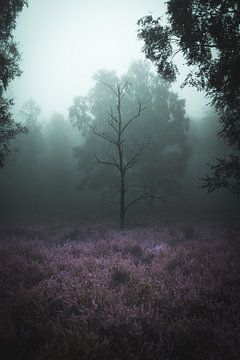 Nebel im Wald von Markus Schulz