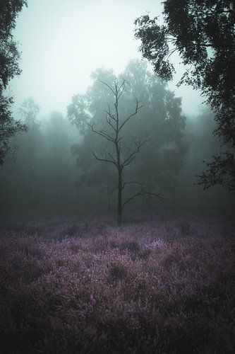 Brouillard dans la forêt