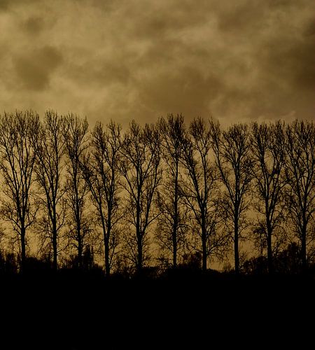 Laan olmen in silhouet tegen een bewolkte avondlucht.