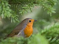 Roodborst in een spar
