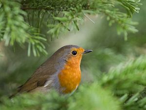 Roodborst in een spar
