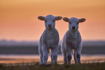 Lamb Twins, Bodo Balzer van 1x