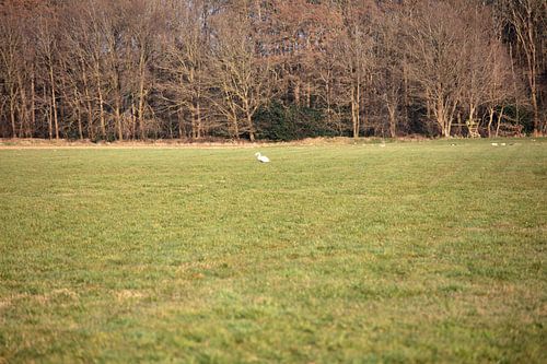 Een zwaan op een weiland in Emsland