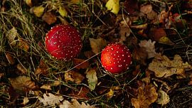 Herfst landschap von S.J.M. Vissers