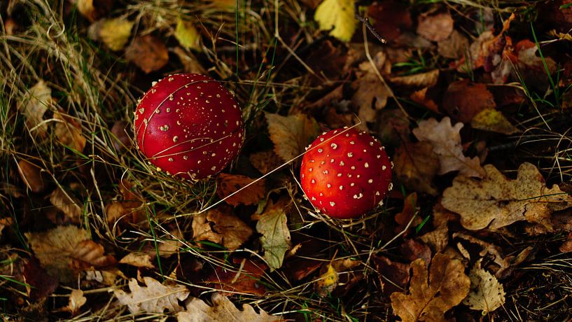 Herfst landschap von S.J.M. Vissers