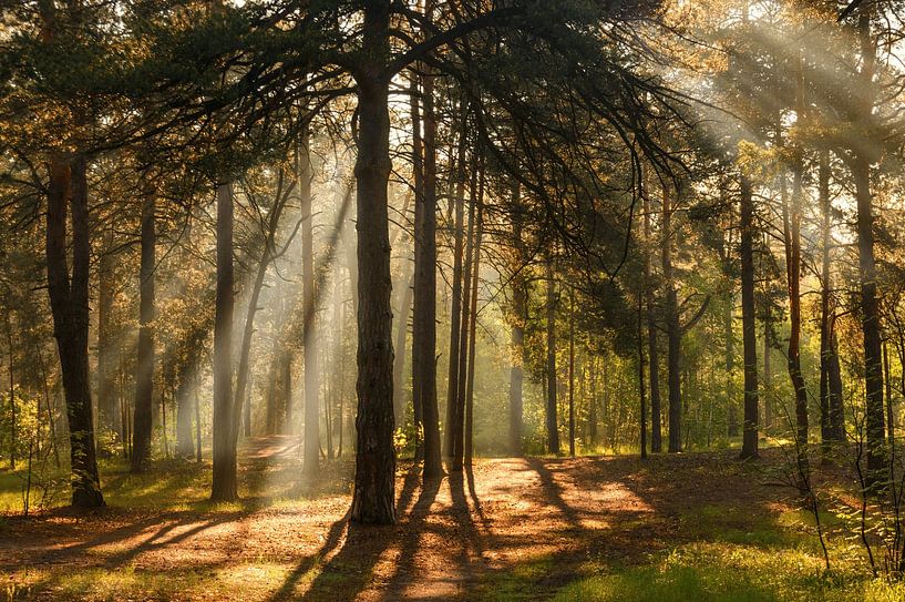 forêt ensoleillée par Mykhailo Sherman