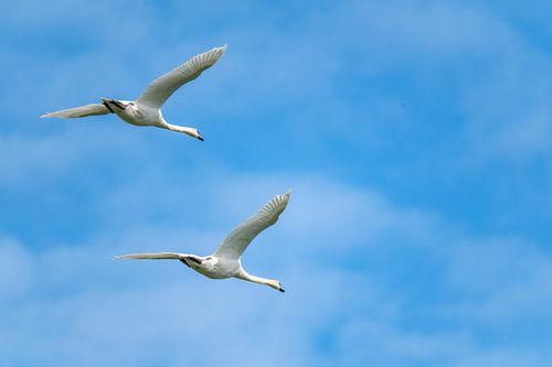 Knobbelzwanen paar vliegend in de lucht