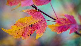 Autumleafs by Lydia Toerse
