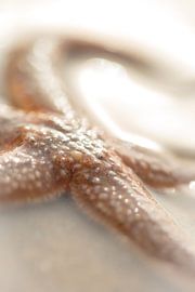 Zeesterren in Ierland (Fintragh Bay)