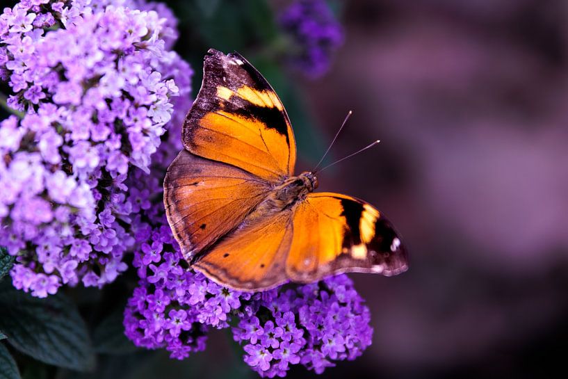 Kleurrijke ontmoeting van Nicole Schmidt
