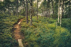 Parc national Store Mosse [I]