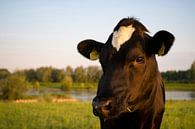 Cow van Joke Absen thumbnail