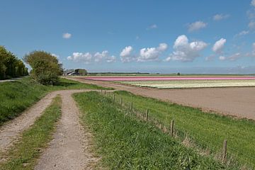 een landweg leid naar een tulpenveld op een mooie zonnige dag met stapelwolken