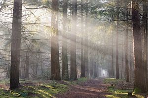 Nebliger Morgen im Zeister Wald!
