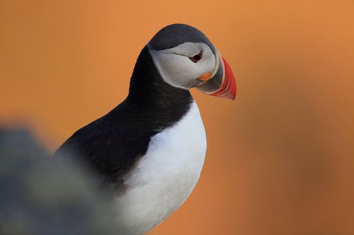 Papegaaiduikers in het laatste avondlicht Noorwegen