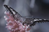 Vlinder in close up - butterfly in close up - Schmetterling - Papillon