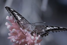 Vlinder in close up - butterfly in close up - Schmetterling - Papillon van Ineke Duijzer