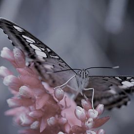 Vlinder in close up - butterfly in close up - Schmetterling - Papillon von Ineke Duijzer